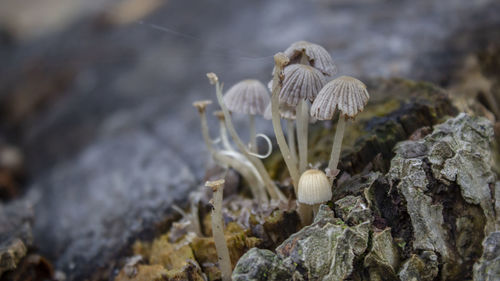 Close-up of mushrooms growing on rock