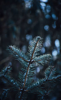 Close-up of pine tree