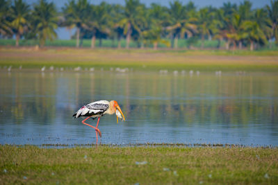 Painted storks eating fish near woter body.