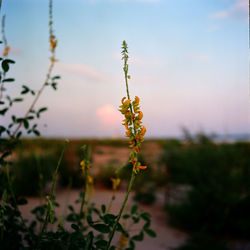 Close-up of plant against sky