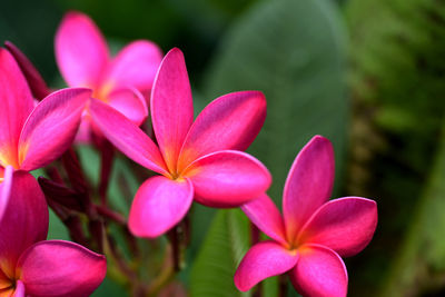 Close-up of pink flowering plants