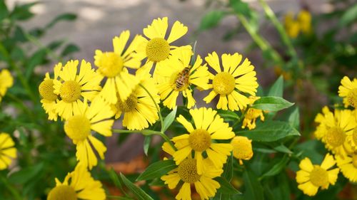 Close-up of bee on yellow flowers