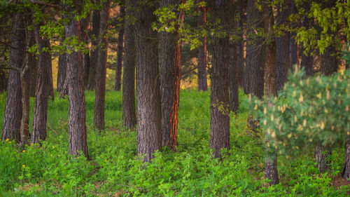 Pine trees in forest