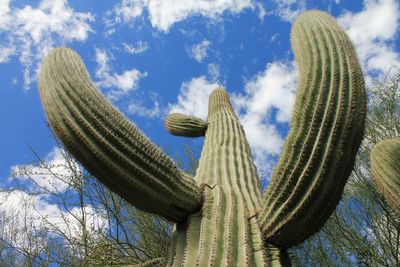 Low angle view of cactus against sky