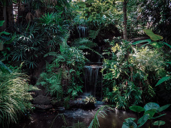 Palm trees growing in forest