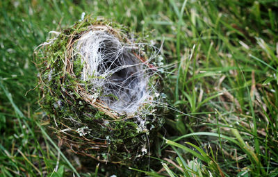Close-up of spider web on grass