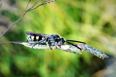 Close-up of insect