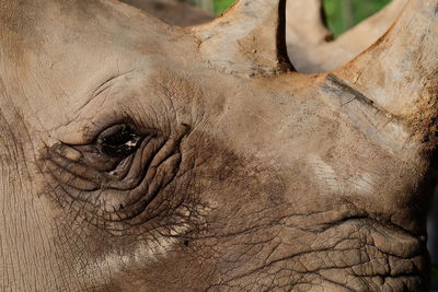 Close-up of elephant