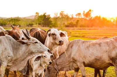 Cows standing in a field