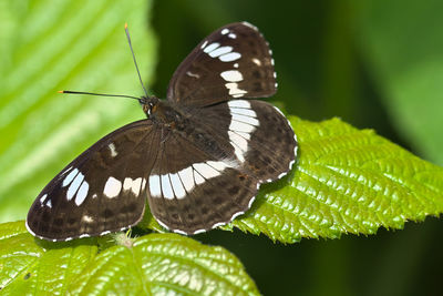 insect