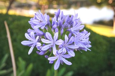 Close-up of purple flowers in park