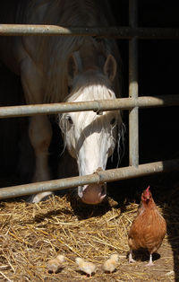 Young stallion looking at a hen with chicks.