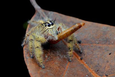 Close-up of spider