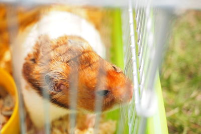 High angle view of hamster in cage