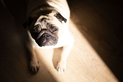 Close-up of dog