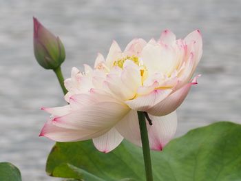 Close-up of pink water lily