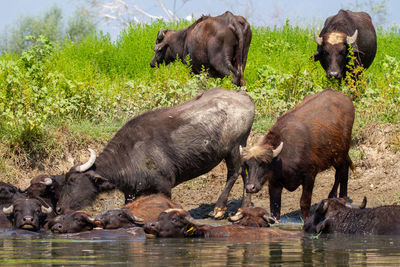 Sheep in a drinking water