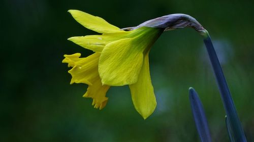 Close-up of yellow flowering plant