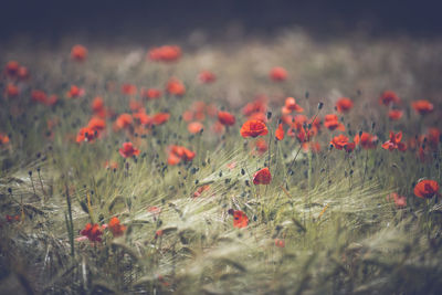 Flowers blooming on field