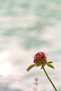 Close-up of pink flowers