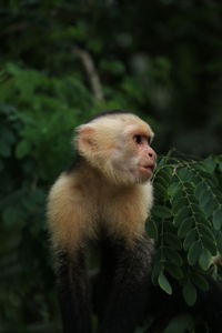 Capuchin monkey in costa rica 
