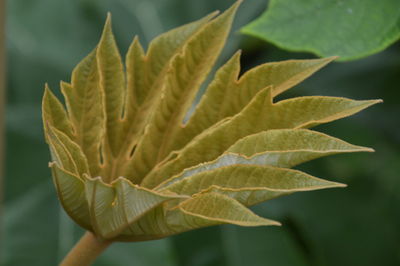 Close-up of plant