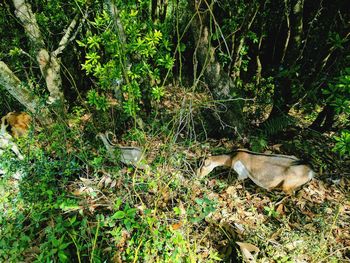 View of an animal on field