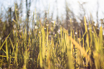 Close-up of fresh plants in field against sky