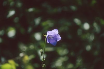 Close-up of flower against blurred background