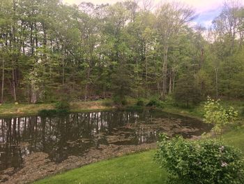 Scenic view of forest against sky