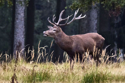 Deer standing on field