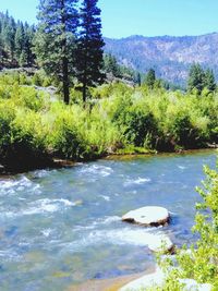 Scenic view of river flowing in forest