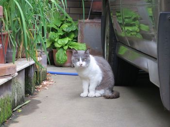 Portrait of stray cat on street by car