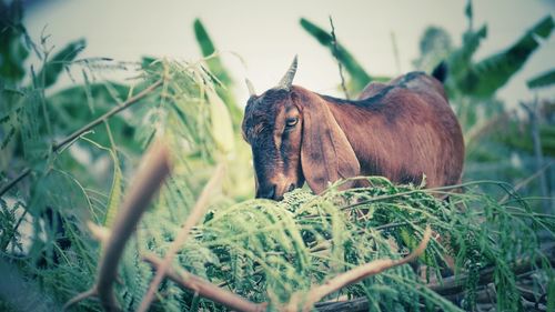 Goat feeding plants