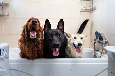 Portrait of dogs in bath tub