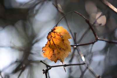 Close-up of dry maple leaves on tree