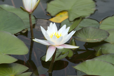 Water lily among the lily pads