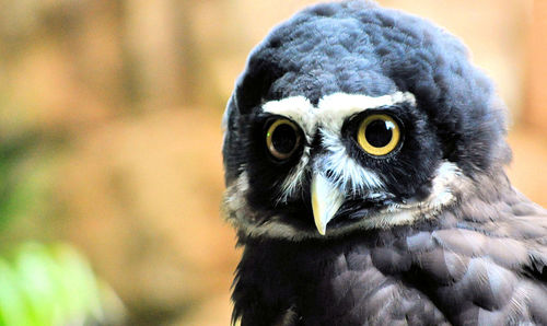 Close-up portrait of owl