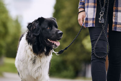 Happy czech mountain dog on pet leash during walk with his owner in city.