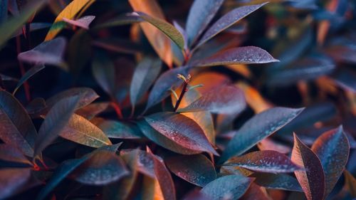 Close-up of autumnal leaves