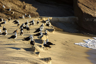 High angle view of seagulls on beach