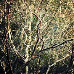 Bare trees in forest