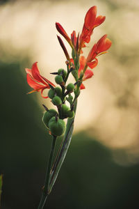 Close-up of red flowering plant