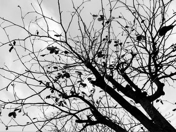 Low angle view of silhouette bare tree against sky