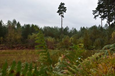 Scenic view of trees growing on field against sky