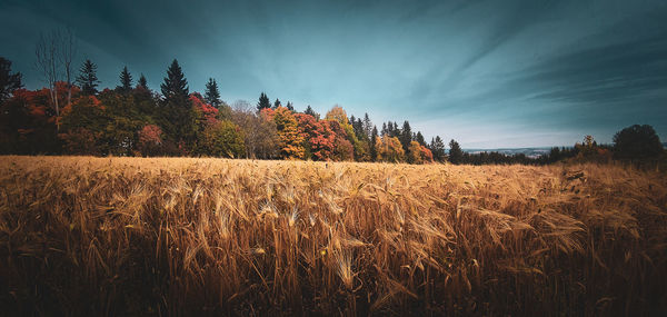 Scenic view of field against sky