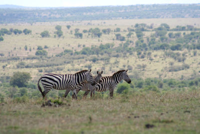 Zebras standing on field