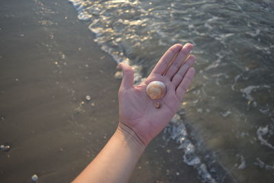 Cropped hand showing seashells at beach