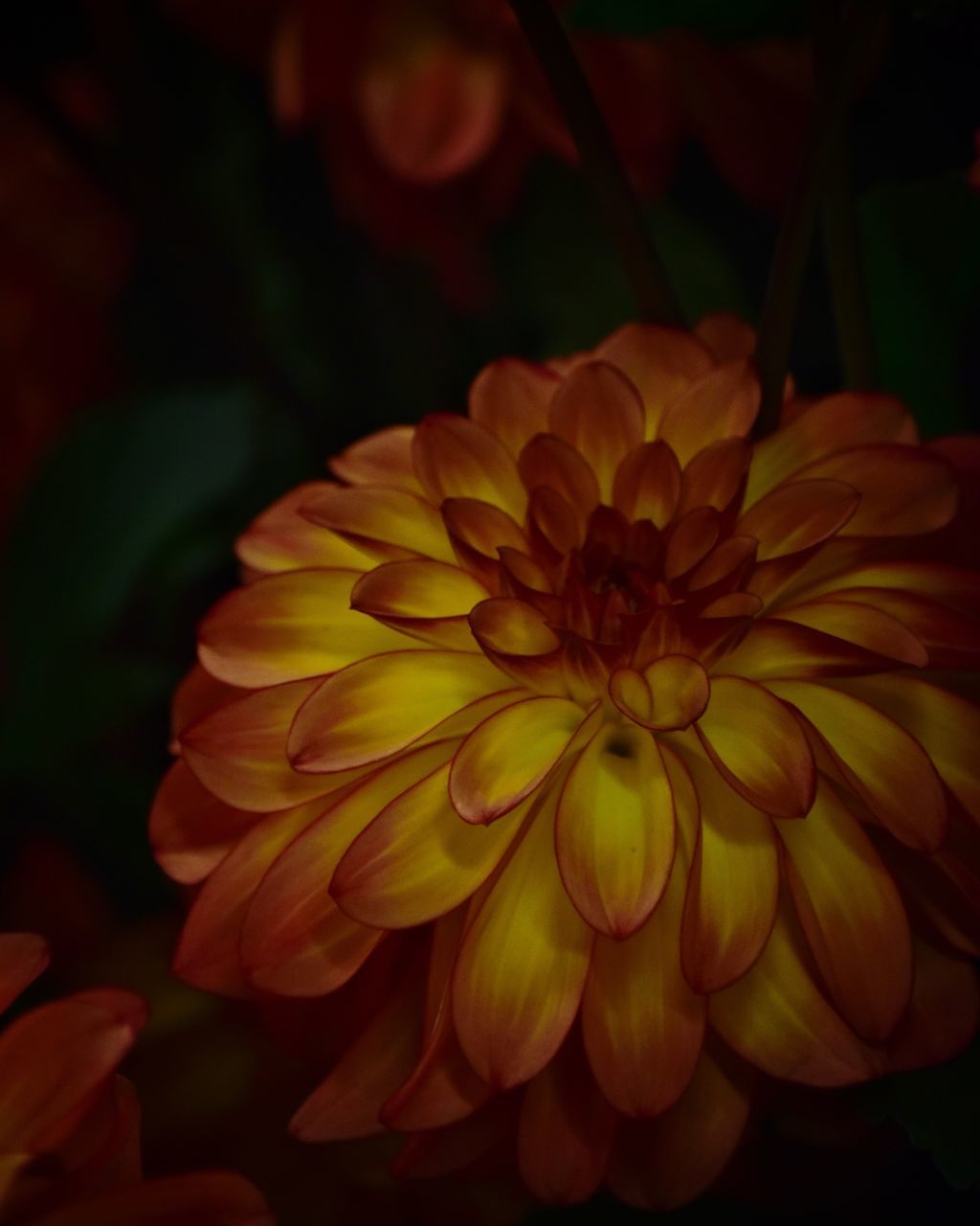 CLOSE-UP OF YELLOW DAHLIA FLOWER