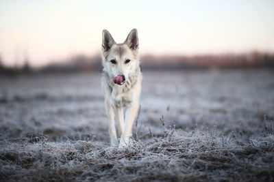 Portrait of dog on field during sunset